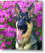 German Shepherd Dog With Azaleas Metal Print