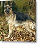 German Shepherd Metal Print