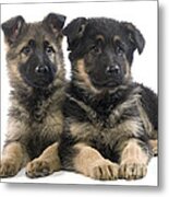 German Shepherd Puppies Metal Print
