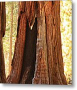 Giant Forest Sequoia Tree Metal Print