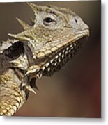 Giant Horned Lizard Metal Print