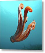 Giant Pacific Octopus Or North Pacific Metal Print