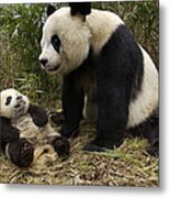 Giant Panda And Baby In Bamboo Forest Metal Print