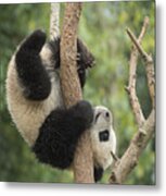 Giant Panda Cub In Tree Chengdu Sichuan Metal Print