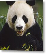 Giant Panda Feeding On Bamboo China Metal Print