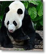 Giant Panda With Tongue Touching Nose At River Safari Zoo Singapore Metal Print