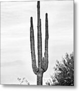 Giant Saguaro Sonoran Desert Portrait Bw Metal Print