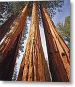 2m6833-giant Sequoias Metal Print