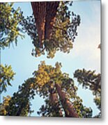 Giant Sequoias Metal Print