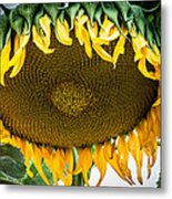 Giant Sun Flower Metal Print