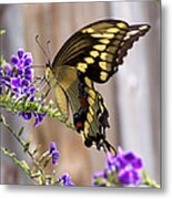 Giant Swallowtail On Goldendewdrop 1 Metal Print