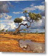 Gidgee Trees And Waterhole Queensland Metal Print