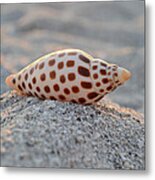 Gift From The Sea Metal Print