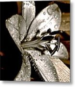 Gilded Lilies 3 Metal Print