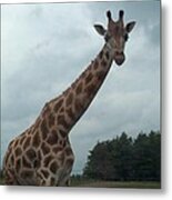 Giraffe Metal Print