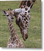 Giraffe Mother Nuzzling Calf Metal Print