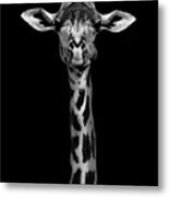 Giraffe Portrait Metal Print