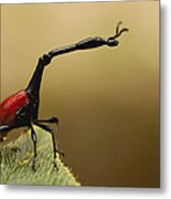 Giraffe Weevil Madagascar Metal Print