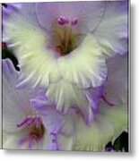 Gladioli Metal Print