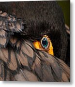 Glancing Metal Print