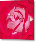 Glorious Red Rose Metal Print