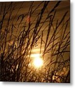 Glow Through The Grass Metal Print