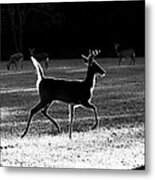 Glowing Buck Metal Print