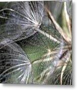 Goat's Beard Seed Head Metal Print