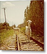 Goats On A Railroad Track Metal Print