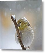 American Goldfinch On A Snowy Twig Metal Print