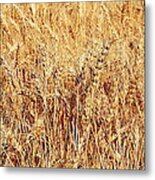 Golden Grains Metal Print