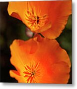 Golden Poppyies Metal Print