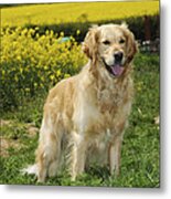 Golden Retriever And Farmland Metal Print