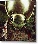 Golden Scarab Beetle Monteverde Costa Metal Print