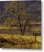 Golden Tree Metal Print