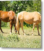 Marble Falls Texas In Good Grass Metal Print