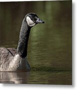 Goose On Pond Metal Print