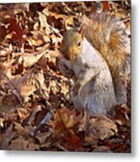 Got Nuts Metal Print