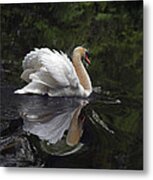 Graceful Swan Metal Print