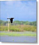 Grackle In Flight Metal Print