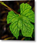 Grapes Of Rath Metal Print