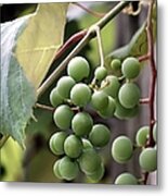 Grapevine Metal Print