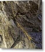 Grass And Shadow On River Rock Metal Print