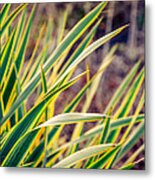 Grass Metal Print