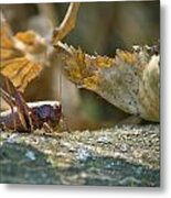 Grasshopper In Natural Forrest Environment Metal Print