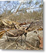 Grasshopper In Woodland Gorongosa Metal Print