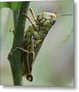 Grasshopper On Vine 2 Metal Print