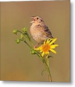 Grasshopper Sparrow Singing Metal Print