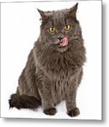 Gray Cat With Tongue Out Isolated On White Metal Print