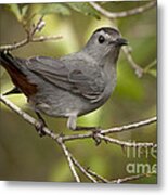 Gray Catbird Metal Print